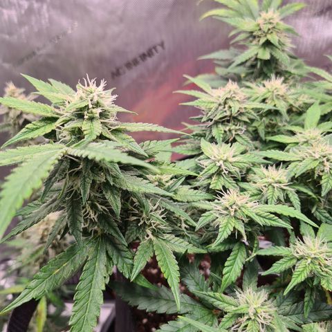 Orange Bud #2 growlog timeline photo