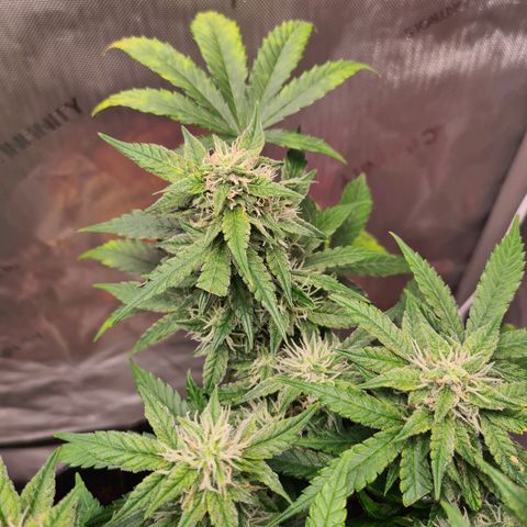 Orange Bud #2 growlog timeline photo