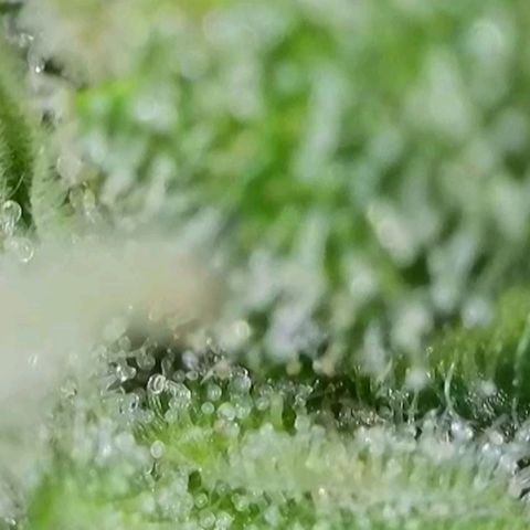 Orange Bud #2 growlog timeline photo