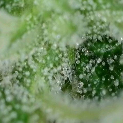 Orange Bud #2 growlog timeline photo