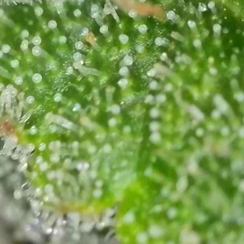 Orange Bud #2 growlog timeline photo