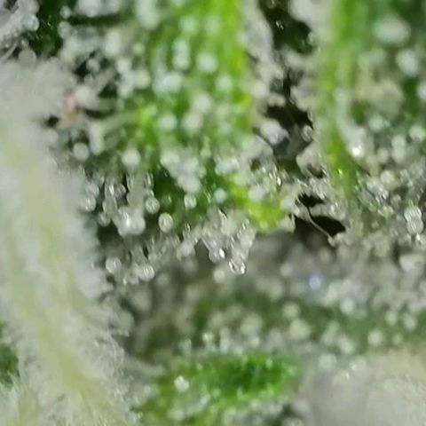 Orange Bud #2 growlog timeline photo