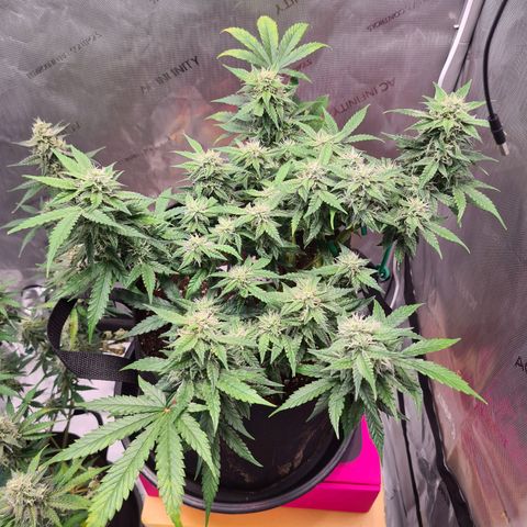 Orange Bud #2 growlog timeline photo