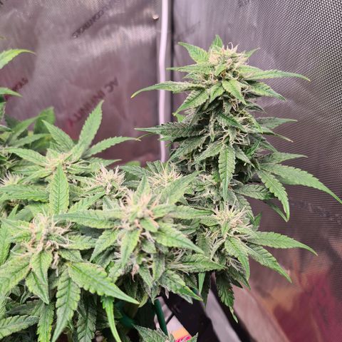 Orange Bud #2 growlog timeline photo