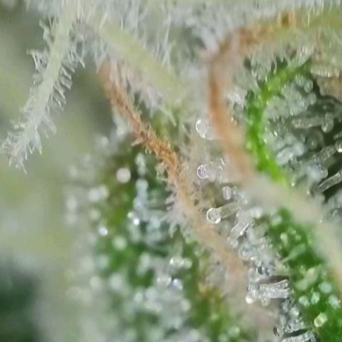 Orange Bud #2 growlog timeline photo
