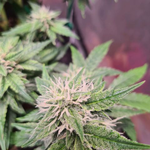 Orange Bud #2 growlog timeline photo