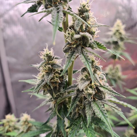 Zkittlez OG #1 growlog timeline photo