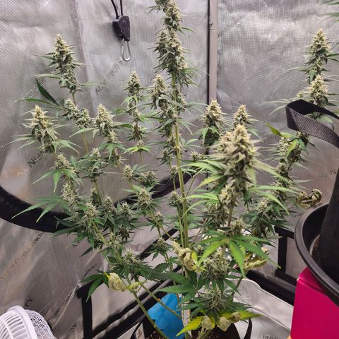 Zkittlez OG #1 growlog timeline photo