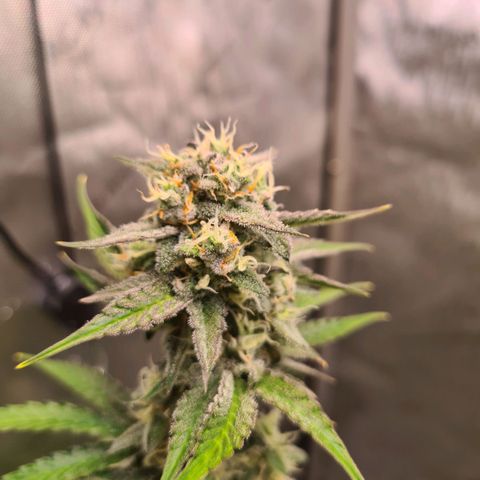 Zkittlez OG #1 growlog timeline photo