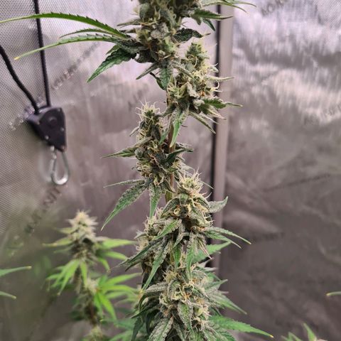 Zkittlez OG #1 growlog timeline photo