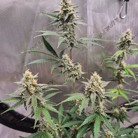Zkittlez OG #1 growlog timeline photo