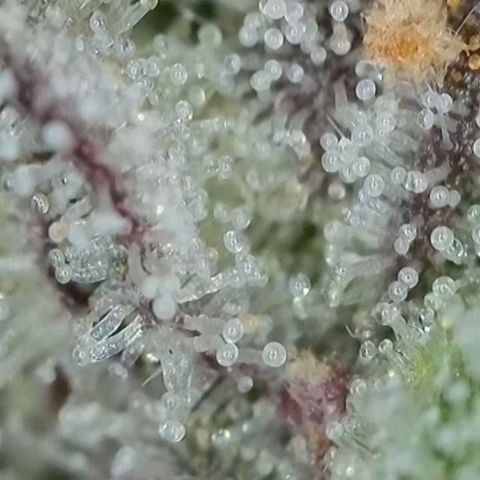 Zkittlez OG #1 growlog timeline photo