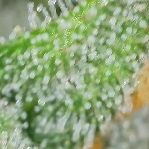 Zkittlez OG #1 growlog timeline photo
