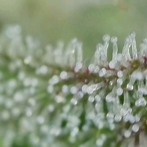 Zkittlez OG #1 growlog timeline photo