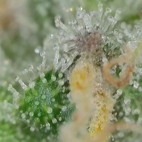 Zkittlez OG #1 growlog timeline photo