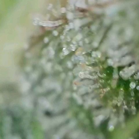 Zkittlez OG #1 growlog timeline photo
