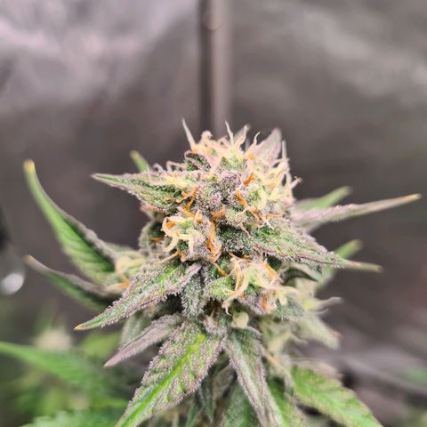 Zkittlez OG #1 growlog timeline photo