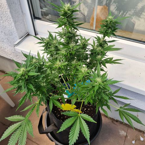 Orange Bud #1 growlog timeline photo
