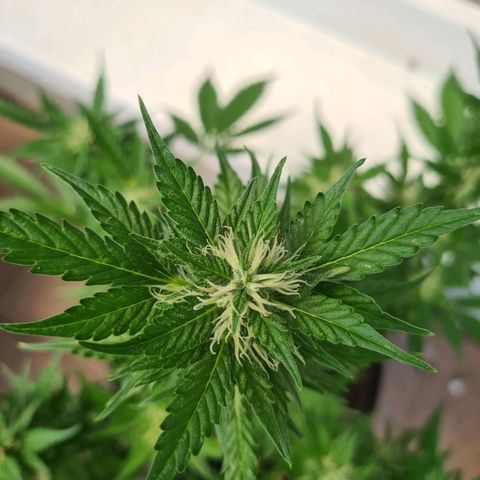 Orange Bud #1 growlog timeline photo