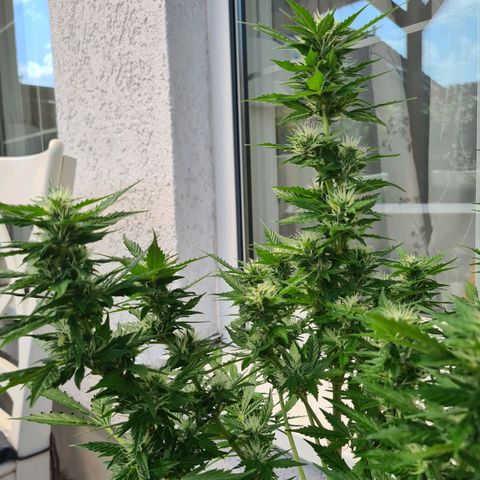 Orange Bud #1 growlog timeline photo