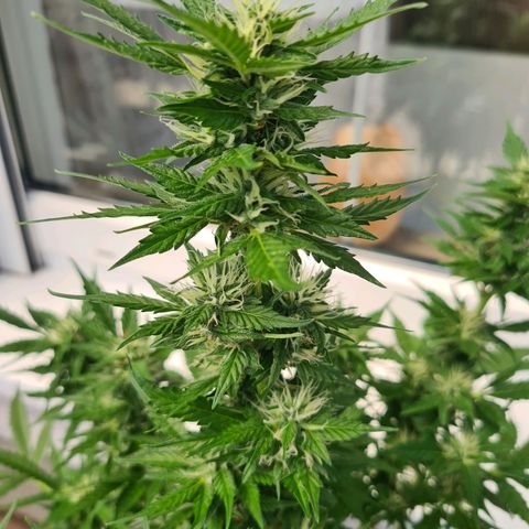 Orange Bud #1 growlog timeline photo