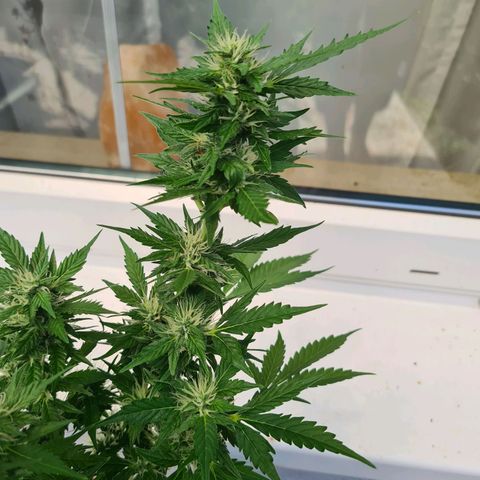Orange Bud #1 growlog timeline photo