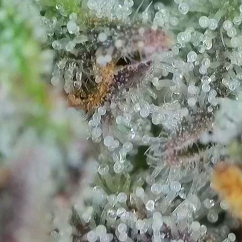 Zkittlez OG #1 growlog timeline photo