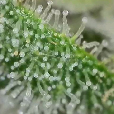 Zkittlez OG #1 growlog timeline photo