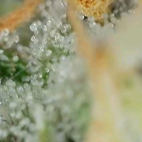 Zkittlez OG #1 growlog timeline photo