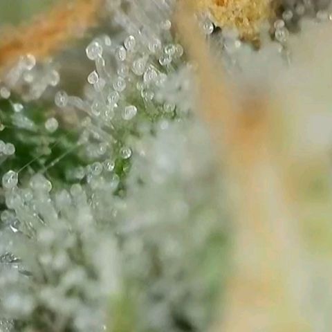Zkittlez OG #1 growlog timeline photo