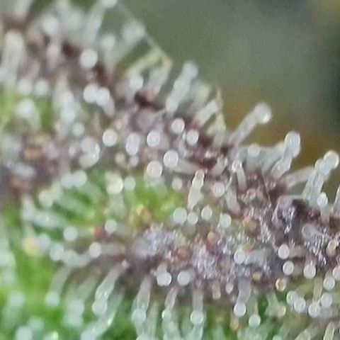 Zkittlez OG #1 growlog timeline photo