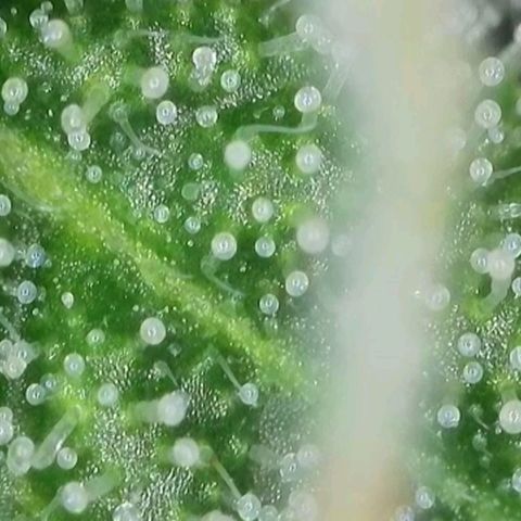 Orange Bud #2 growlog timeline photo
