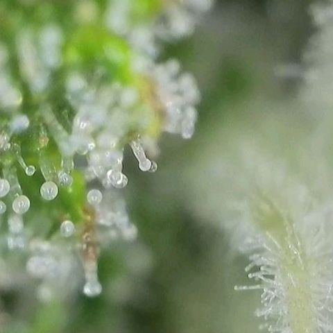 Orange Bud #2 growlog timeline photo
