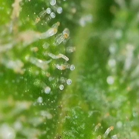 Orange Bud #2 growlog timeline photo