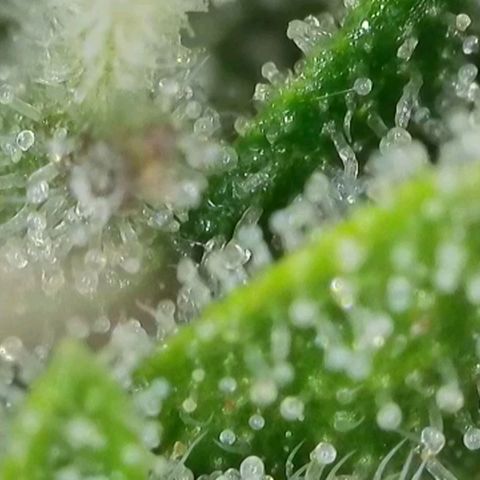 Orange Bud #2 growlog timeline photo