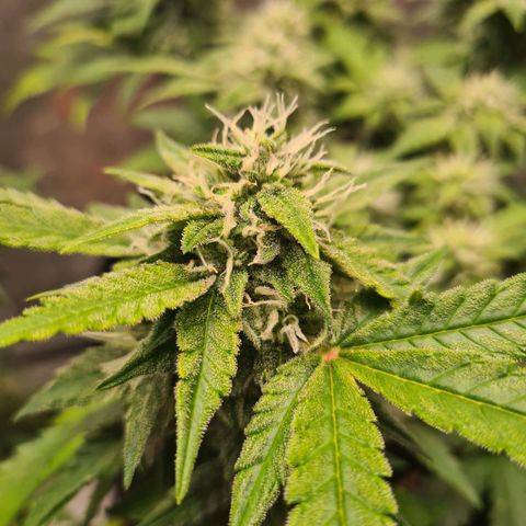Orange Bud #2 growlog timeline photo