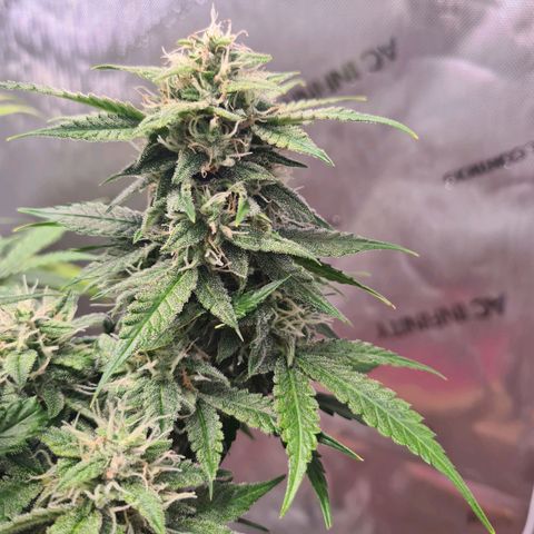 Orange Bud #2 growlog timeline photo