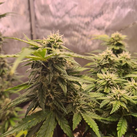 Orange Bud #2 growlog timeline photo