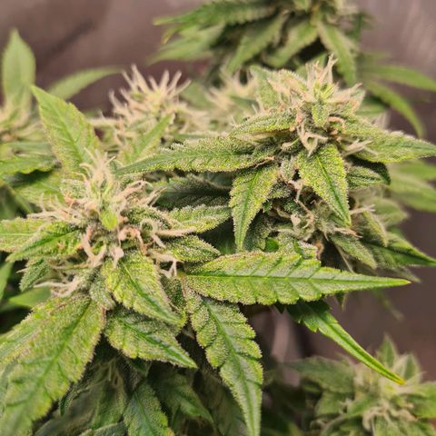 Orange Bud #2 growlog timeline photo