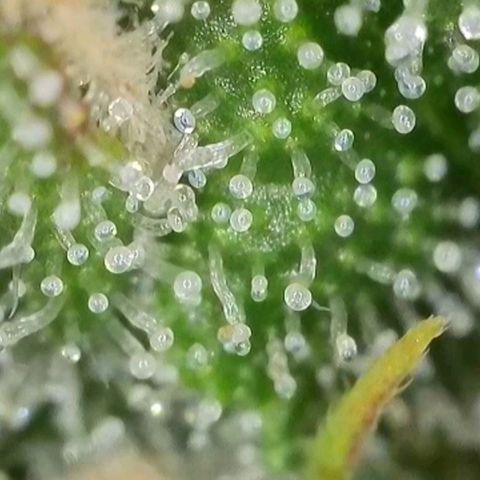Orange Bud #2 growlog timeline photo