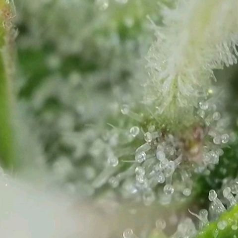 Orange Bud #2 growlog timeline photo