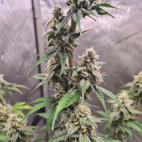 Zkittlez OG #1 growlog timeline photo