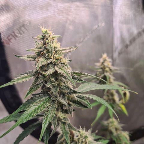 Zkittlez OG #1 growlog timeline photo