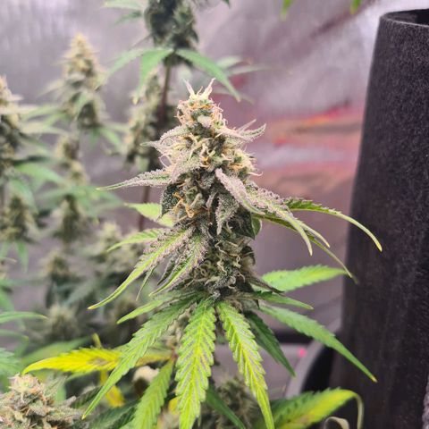 Zkittlez OG #1 growlog timeline photo