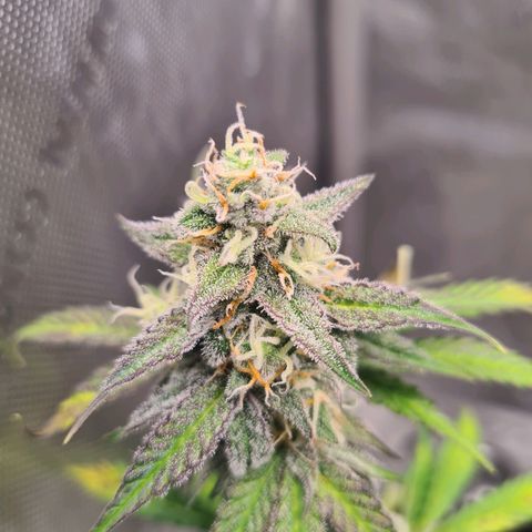 Zkittlez OG #1 growlog timeline photo