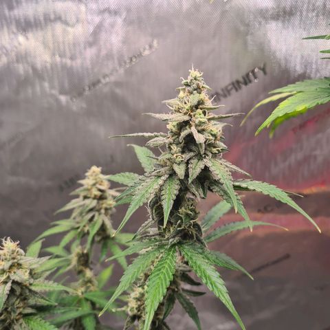 Zkittlez OG #1 growlog timeline photo