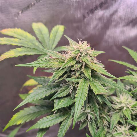 Orange Bud #2 growlog timeline photo