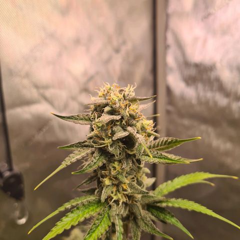 Zkittlez OG #1 growlog timeline photo