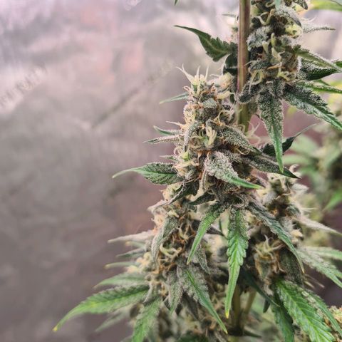 Zkittlez OG #1 growlog timeline photo
