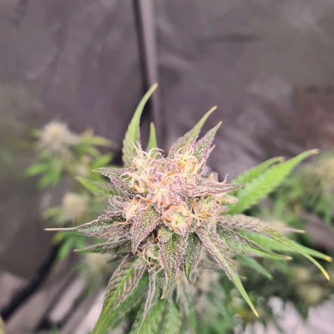 Zkittlez OG #1 growlog timeline photo